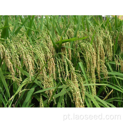 Semente de arroz de baixo preço de alta qualidade